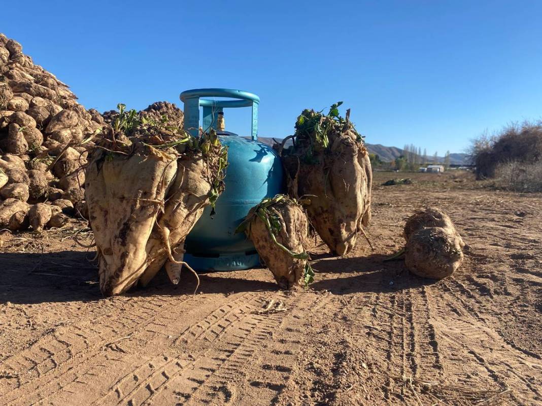 Tarlasına ektiği sebzelerin son halini görünce aklı durdu! Mutfak tüpüyle yan yana koyup kıyasladı, görüntüler şaşırttı 1